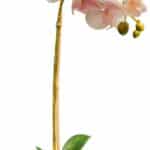 Orhidee potis, heleroosa