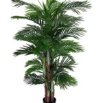 Palm ARECA (170cm)