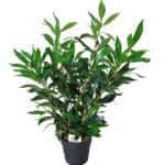 LOORBER potis (70cm)