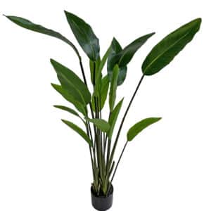 Streliitsia (130cm)