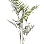 Palmiharu ARECA (180cm)