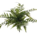 SÕNAJALG, kimp (38cm)