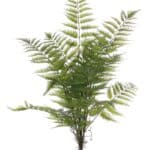 SÕNAJALG, kimp (75cm)