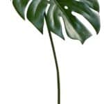 MONSTERA leht (70cm)