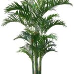 Palm ARECA (270cm)