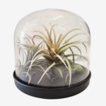 Klaaskuppel musta alusega (taimedega)