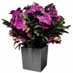 Orhideeseade, suur lilla