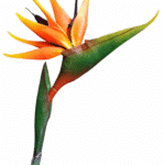 Paradiisilinnulill, õis (80cm)