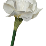 RATSURITÄHT, valge (65cm)