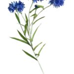 Rukkilillekimp (57cm)