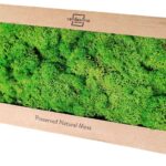 Sammal, stabiliseeritud