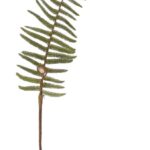 Sõnajalaleht (150cm)