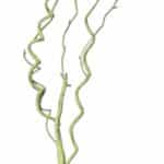 Dekoratiivne keeruoks, valge/roheline