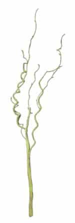 Dekoratiivne keeruoks, valge/roheline