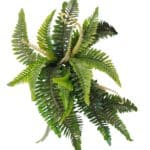 Sõnajalakimp, keerdudega