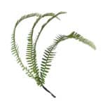 Sõnajalakimp, neljaharuline