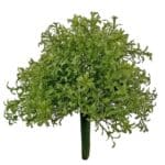 Tups-sõnajalg, kimp